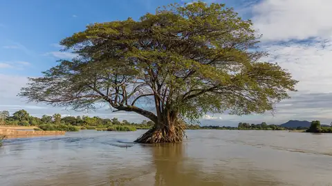 Imagem ilustrativa: Árvore flutuante no rio Mekong