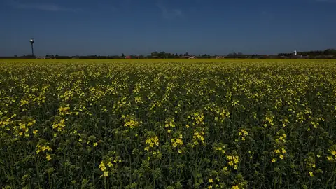 Imagem ilustrativa: Hungria: Campo de flores amarelas sob céu azul