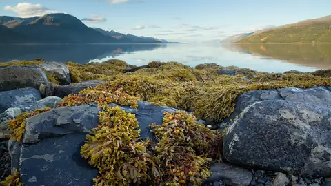 Imagem ilustrativa: Noruega: Foz de fiorde com vegetação e montanhas