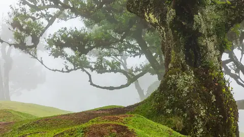 Imagem ilustrativa: Portugal: Árvore imponente em névoa, paisagem natural