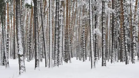 Imagem ilustrativa: Rússia: Floresta de pinheiros coberta de neve