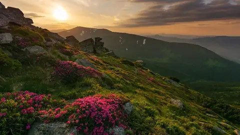 Imagem ilustrativa: Ucrânia: Montanhas com flores silvestres ao entardecer