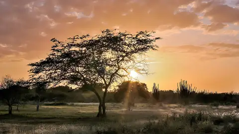 Imagem ilustrativa: Venezuela: Pôr do sol na ilha com árvores